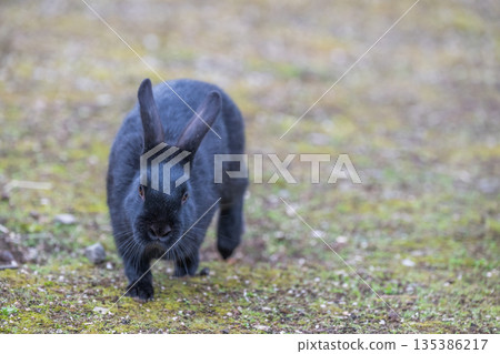 Okunoshima, a paradise for rabbits 135386217