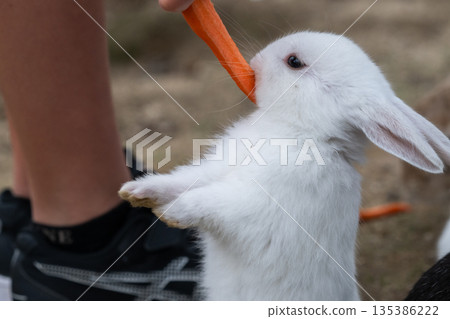 Okunoshima, a paradise for rabbits Okunoshima, a paradise for rabbits 135386222