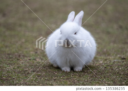 Okunoshima, a paradise for rabbits 135386235