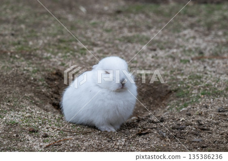 Okunoshima, a paradise for rabbits 135386236