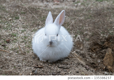 Okunoshima, a paradise for rabbits 135386237
