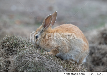 Okunoshima, a paradise for rabbits Okunoshima, a paradise for rabbits 135386239