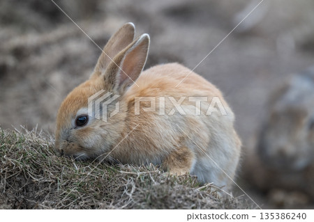 Okunoshima, a paradise for rabbits 135386240