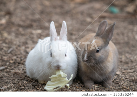 Okunoshima, a paradise for rabbits 135386244