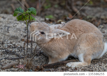 Okunoshima, a paradise for rabbits 135386255