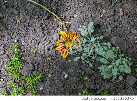 Orange Gazania Rigens or Treasure flower, African Daisy in full bloom on the flower bed. Selective focus Orange Gazania Rigens or Treasure flower, African Daisy in full bloom on the flower bed. Selective focus 135386370