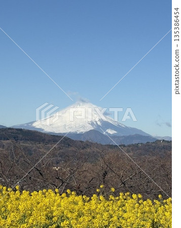 Rape blossoms and Mount Fuji at Azumayama Park in Ninomiya Town, Kanagawa Prefecture 135386454