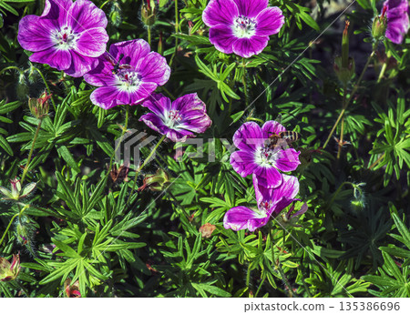 A bee collects nectar on a Geranium sanguineum Elke flower, a species of plant in the genus Geranium of the Geraniaceae family. 135386696