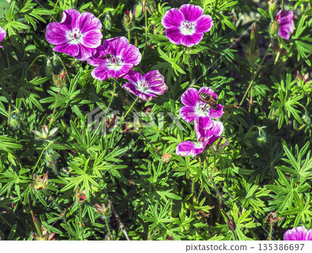 Bee collects nectar on a Geranium sanguineum Elke flower, a species of plant in the genus Geranium of the Geraniaceae family. 135386697