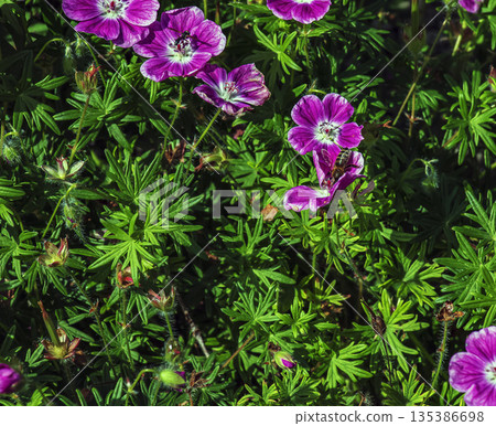 A bee collects nectar on Geranium sanguineum Elke flower, a species of plant in the genus Geranium of the Geraniaceae family. A bee collects nectar on Geranium sanguineum Elke flower, a species of plant in the genus Geranium of the Geraniaceae family. 135386698