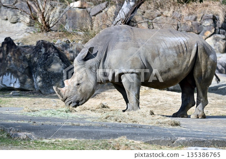 Southern white rhino eating grass 135386765