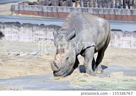 Southern white rhino eating grass Southern white rhino eating grass 135386767