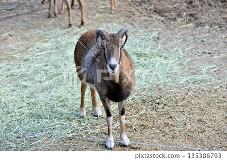 Mouflon staring at us 135386793