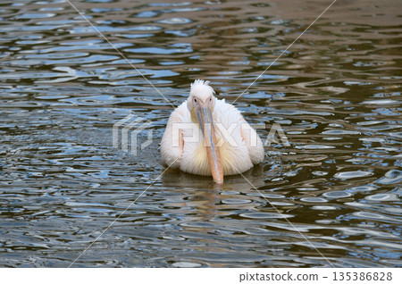 A great white pelican swimming gracefully 135386828