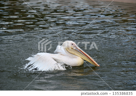 A great white pelican swimming gracefully A great white pelican swimming gracefully 135386835