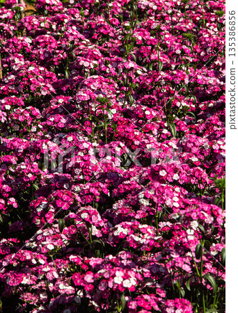 Blooming flower in the garden Blooming flower in the garden 135386856