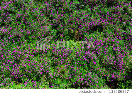 Mexican heather's little purple flowers Mexican heather's little purple flowers 135386857