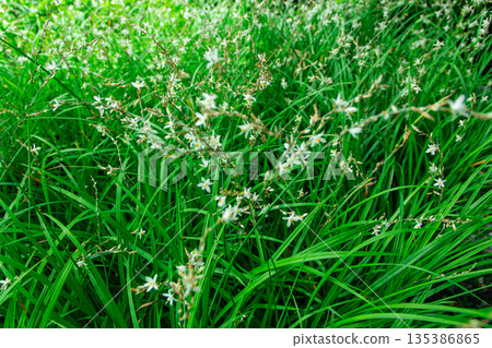 Small white flowers with yellow petal in the filed Small white flowers with yellow petal in the filed 135386865