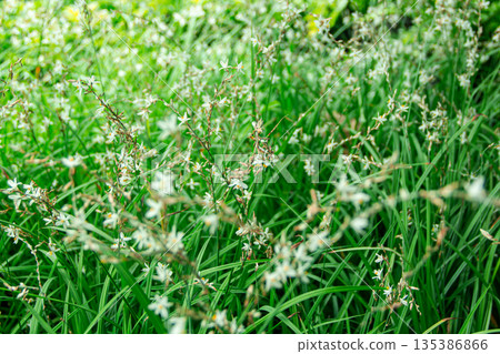 Small white flowers with yellow petal in the filed 135386866