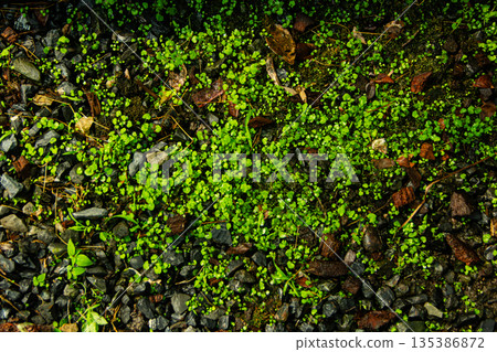 Green leaves nature garden background. Tropical rainforest 135386872