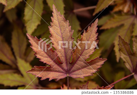 The texture of a tree leaf. macro texture of leaves The texture of a tree leaf. macro texture of leaves 135386886