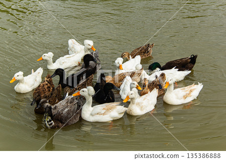 Group of wild ducks in open water Group of wild ducks in open water 135386888