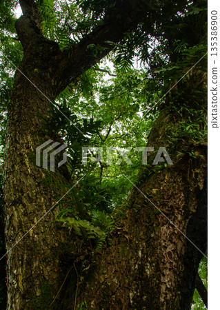 A large tree and green leaves. A large tree and green leaves. 135386900
