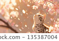一隻小貓仰望著盛開的櫻花樹下的花朵。 135387004