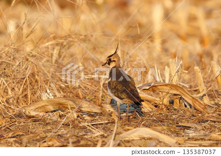 A lapwing alighted on dead grass 135387037
