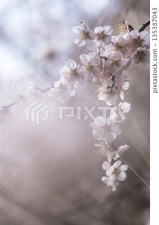 Plum blossoms, spring image, wildflowers, Bungo Plum blossoms, spring image, wildflowers, Bungo 135387043