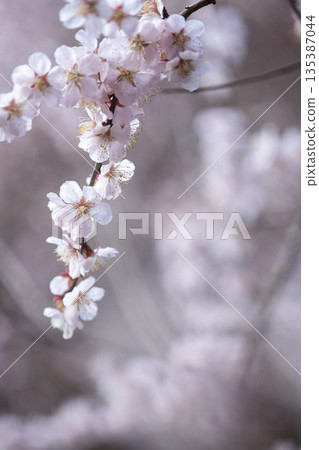Plum blossoms, spring image, wildflowers, Bungo Plum blossoms, spring image, wildflowers, Bungo 135387044