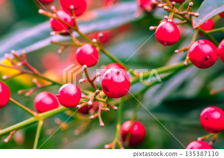 Red southern fruit 135387110