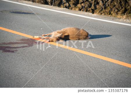 Roadkill: Deer hit by a car 135387176