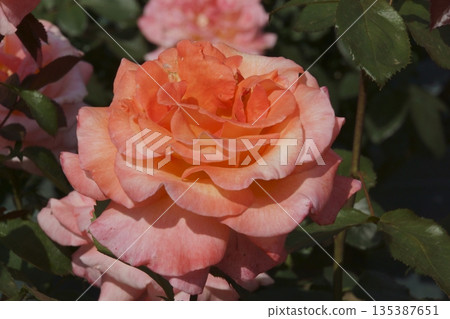 rose rose 135387651
