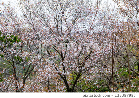Oku-no-Hosomichi Alps: Wild cherry blossoms blooming along the trail 2, Setouchi City, Okayama Prefecture 135387985