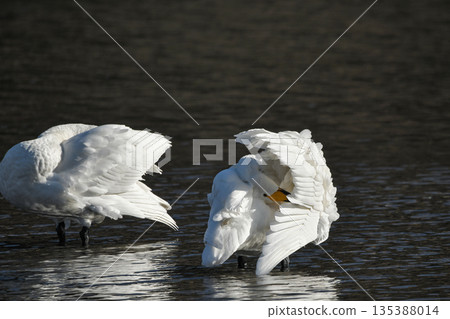 Swan Swan 135388014