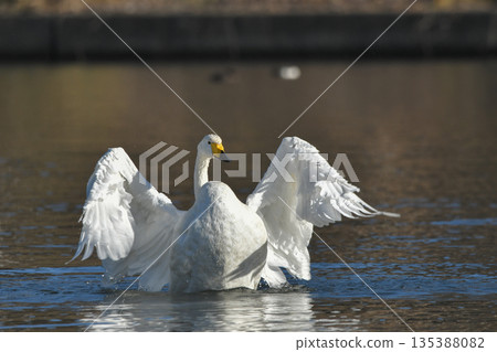 Swan Swan 135388082