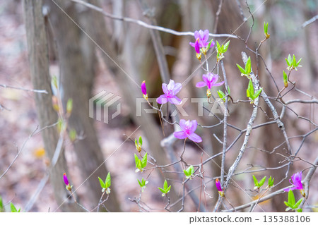 岡山縣瀨戶內市奧之星道阿爾卑斯山脈高鳥山城，三葉杜鵑盛開 135388106