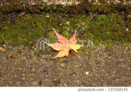 The last leaf that descended into the moss garden 135388145