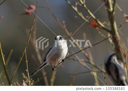 長尾山雀 135388181