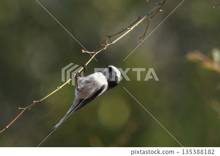 長尾山雀 135388182