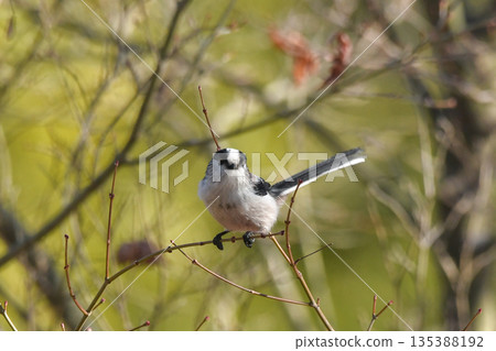 長尾山雀 長尾山雀 135388192