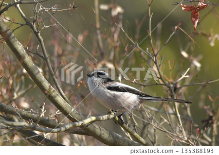 長尾山雀 長尾山雀 135388193