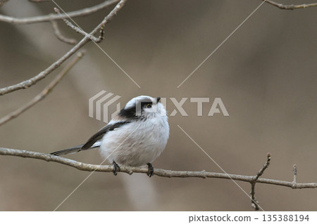 長尾山雀 長尾山雀 135388194
