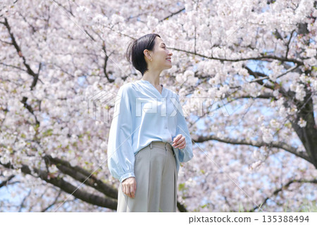 A woman taking a walk with the cherry blossoms in full bloom A woman taking a walk with the cherry blossoms in full bloom 135388494