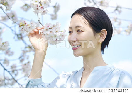 A woman touching a cherry blossom in full bloom A woman touching a cherry blossom in full bloom 135388503