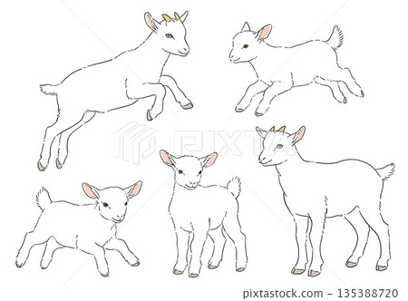 Cute white goat hand-drawn illustration set 135388720