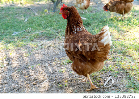 A brown hen stands on one leg in a sunny outdoor farmyard. Profile view of a domestic chicken with red comb on a background of green grass and dirt. Organic livestock and poultry farming concept. 135388752