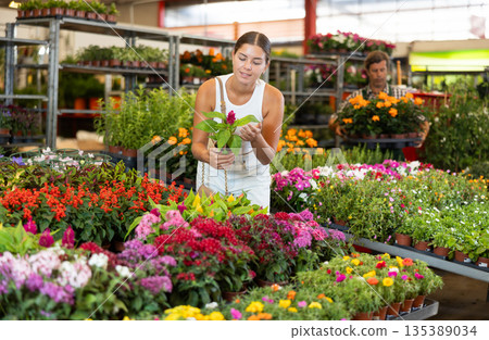 Young woman choosing cellosia in pot 135389034