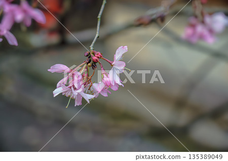 October cherry tree 135389049
